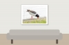 Haematopus Ostralegus — 20250518 — 40 × 30 cm