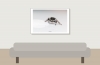 20250124,25 L5 Phidippus Regius Bahamas — 60 × 40 cm