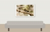 Black-tailed Skimmer in 20250516 — 60 × 40 cm