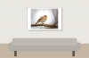 European Robin in 20251201 — 60 × 40 cm