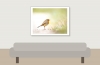 European Robin in 20251201 — 40 × 30 cm