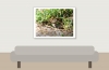 Common Vole in Les Planches-en-Montagne — 40 × 30 cm