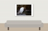 Ardea Ibis — 20251201 — 60 × 40 cm