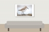 Calidris Alpina — 20251204 — 60 × 40 cm