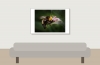 Misumena Vatia X Bombus — 20250521 — 60 × 40 cm