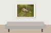 House Sparrow in 20250812 — 70 × 50 cm