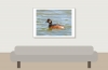 Podiceps Nigricollis — 20250516 — 70 × 50 cm