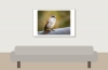 House Sparrow in 20251201 — 60 × 40 cm