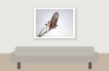 Common Buzzard in 20251204 — 40 × 30 cm
