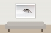 20250124,25 L5 Phidippus Regius Bahamas — 40 × 30 cm