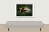 Misumena Vatia X Bombus — 20250521 — 70 × 50 cm