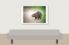 Myocastor Coypus — 20251201 — 70 × 50 cm