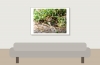 Common Vole in Les Planches-en-Montagne — 70 × 50 cm