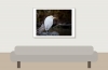 Ardea Ibis — 20251201 — 70 × 50 cm