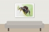 Bombus Lapidarius — 20250518 — 40 × 30 cm