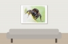 Bombus Lapidarius — 20250518 — 70 × 50 cm