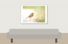 European Robin in 20251201 — 70 × 50 cm