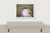 House Sparrow in 20251201 — 40 × 30 cm