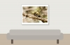 Black-tailed Skimmer in 20250516 — 40 × 30 cm