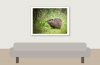 Myocastor Coypus — 20251201 — 40 × 30 cm