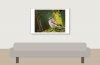 House Sparrow in 20251201 — 60 × 40 cm