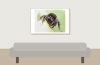 Bombus Lapidarius — 20250518 — 60 × 40 cm