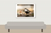 White-throated Dipper in Menétrux-en-Joux — 70 × 50 cm