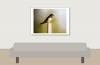 Hirundo Rustica — Rosnay — 70 × 50 cm