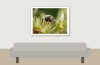 Apis Mellifera — Cheny 