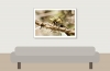Black-tailed Skimmer in 20250516 — 70 × 50 cm