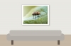 Anthomyiidae Indet — Cheny 