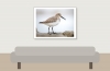 Calidris Alpina — 20251204 — 40 × 30 cm