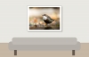 White-throated Dipper in Menétrux-en-Joux — 40 × 30 cm
