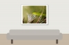 Sickle-bearing Bush-cricket in Frasne — 40 × 30 cm