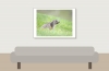 Marmota Marmota — 20250811 — 70 × 50 cm