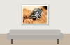 Armadillidium Granulatum Zebra — 40 × 30 cm