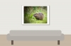 Myocastor Coypus — 20251201 — 70 × 50 cm