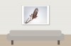 Common Buzzard in 20251204 — 70 × 50 cm