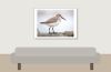 Calidris Alpina — 20251204 — 70 × 50 cm