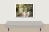 Branta Canadensis — Bois de Boulognes — 40 × 30 cm