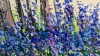 Bluebell woods 