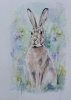 Meadow Hare 