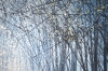 Forest At Twilight