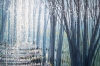 Trees At Twilight