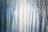 Trees At Twilight