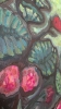 Zonal Geraniusm