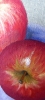 \"The Taste of Vibrant Colors\"