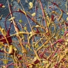 Light in the Branches 