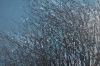 Winter Trees In Morning Mist