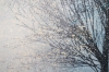 Winter Tree In Morning Mist